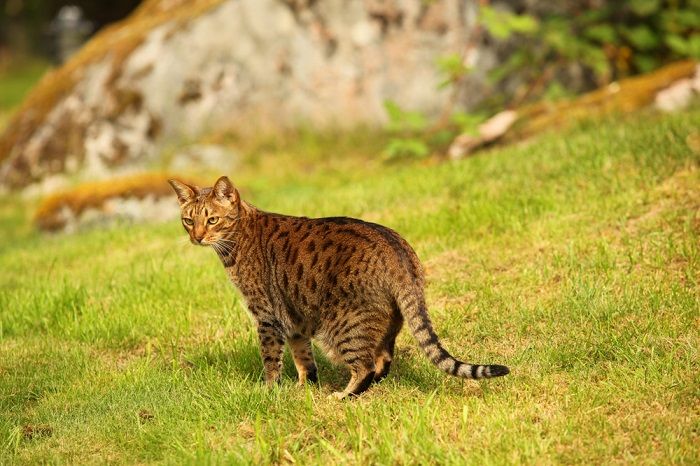 Por que os gatos perseguem suas caudas - 11