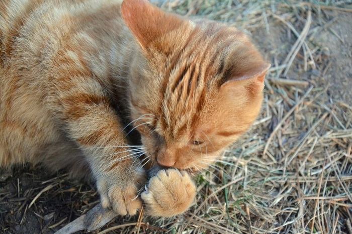 Por que os gatos roem as unhas - 11