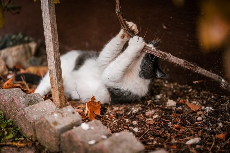 Por que os gatos rolam na sujeira 9 razões pelas quais - 03