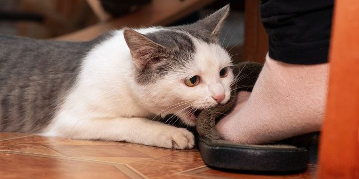 Por que os gatos são tão obcecados por pés - 05