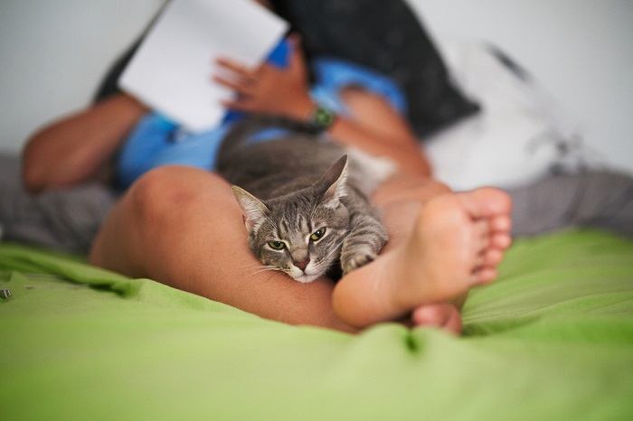 Por que os gatos são tão obcecados por pés - 08