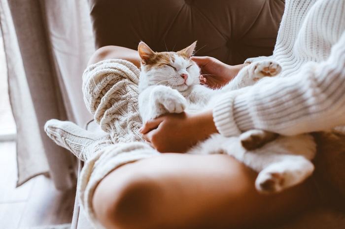 Por que os gatos são tão obcecados por pés - 12