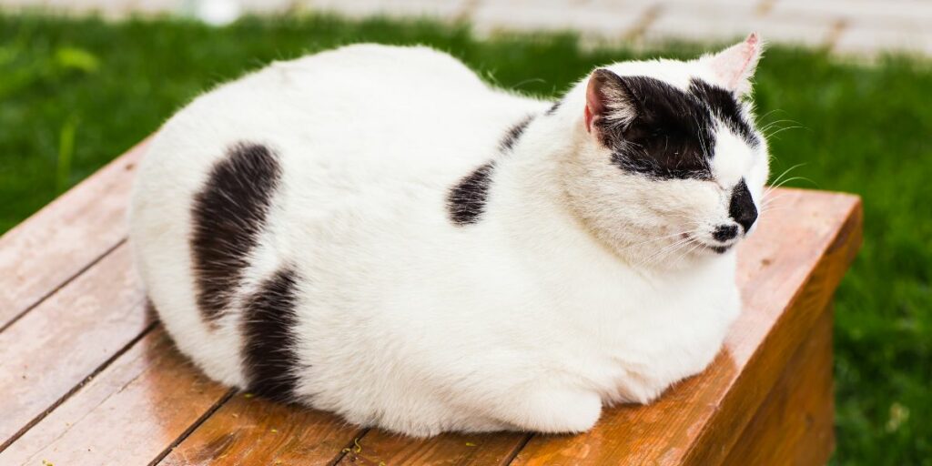 Por que os gatos se enrolam em bolas quando dormem Um veterinário explica - 08