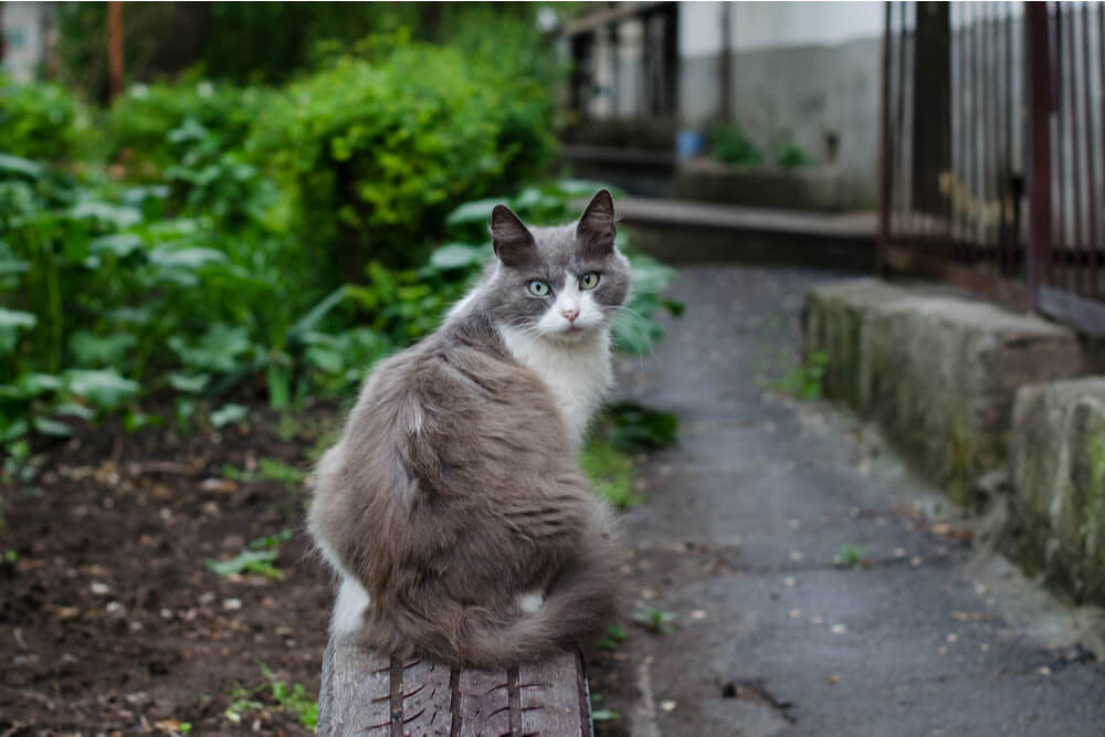 Por que os gatos se lambem e se limpam - 16