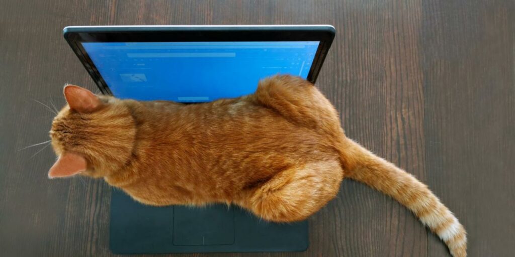 Por que os gatos sentam em laptops - 02