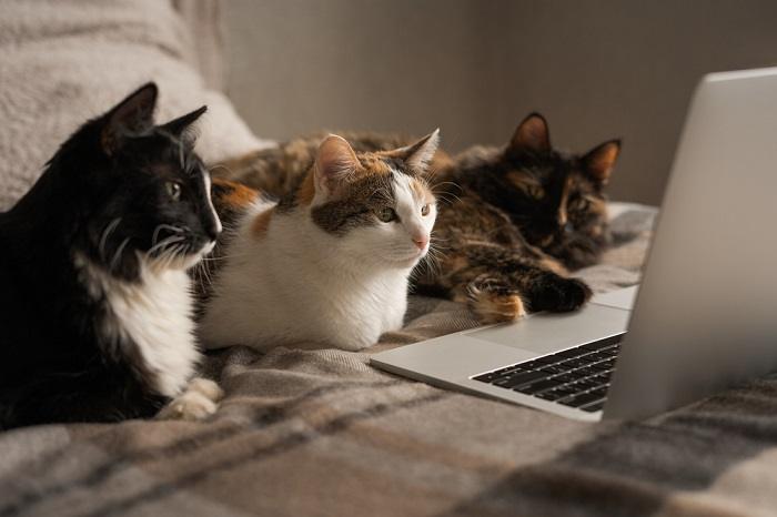 Por que os gatos sentam em laptops - 06