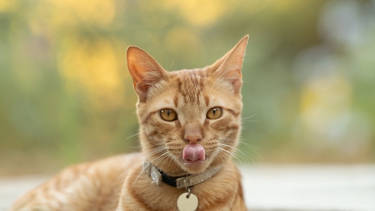 Por que os gatos têm bigodes - 03