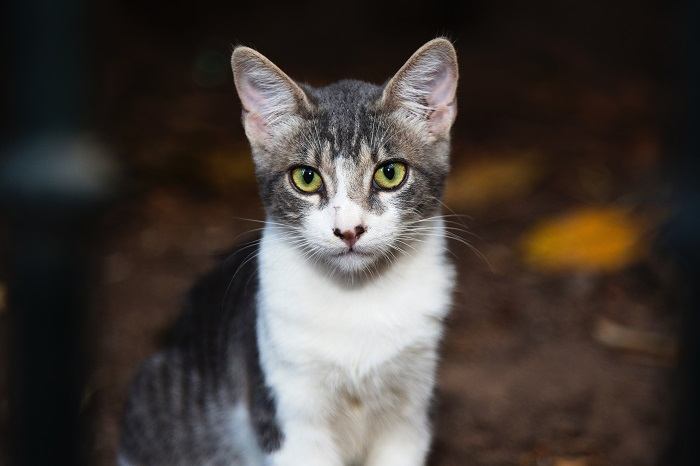 Por que os gatos têm bigodes - 11