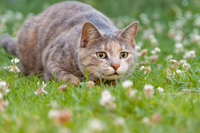 Por que os gatos trazem animais mortos - 08