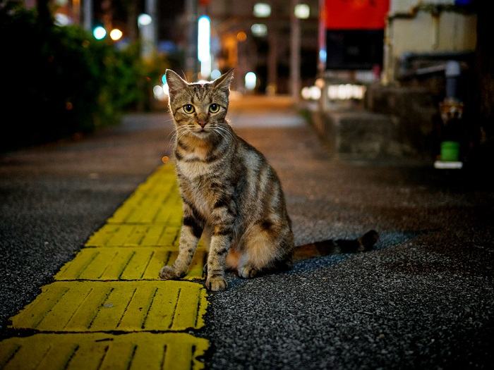 Por que seu gato uiva à noite e como fazê-lo parar - 09