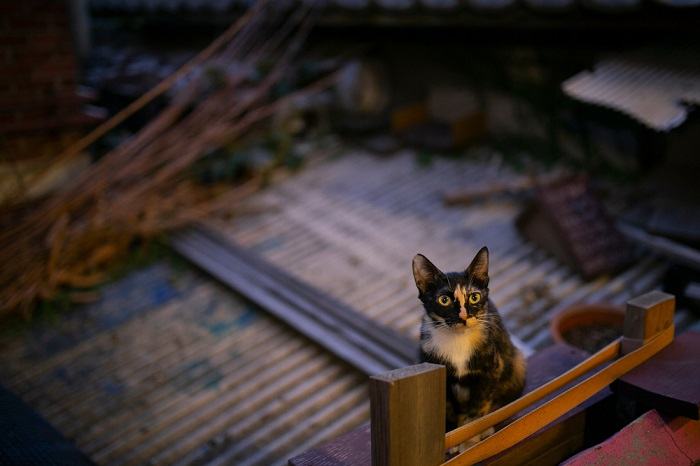 Por que seu gato uiva à noite e como fazê-lo parar - 10