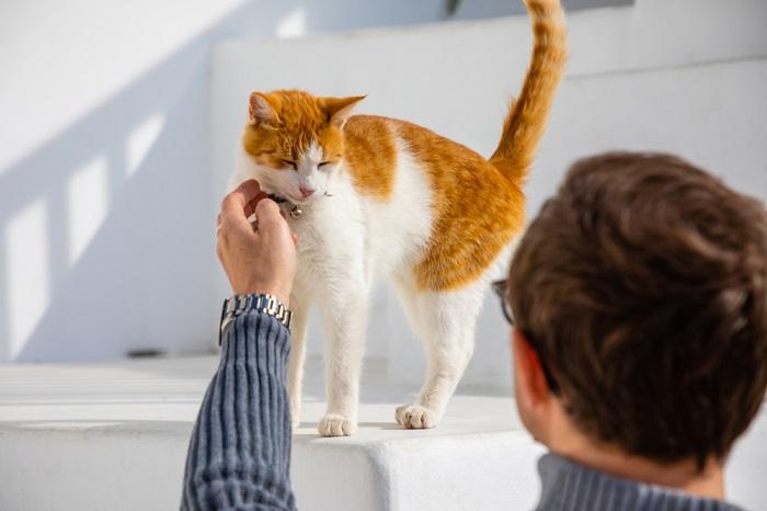 Porque meu gato chora quando meu marido vai embora - 01