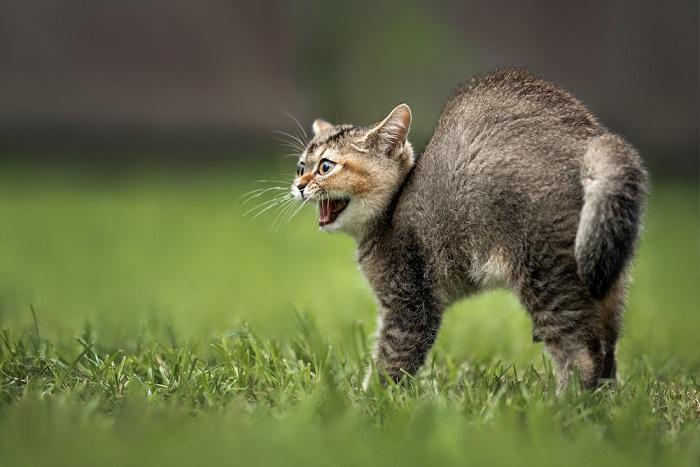 Quando meu gato vai parar de sibilar para o novo gatinho - 02