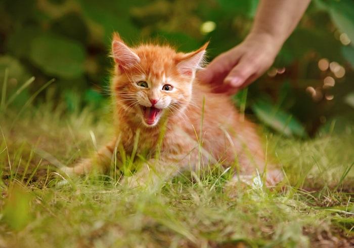 Quando meu gato vai parar de sibilar para o novo gatinho - 06