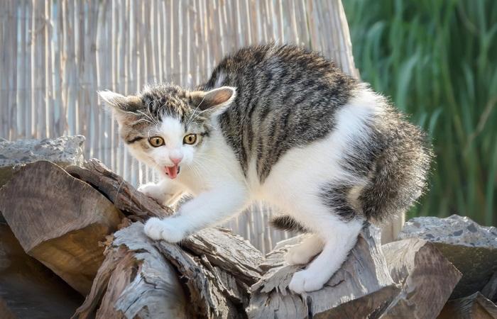 Quando meu gato vai parar de sibilar para o novo gatinho - 07