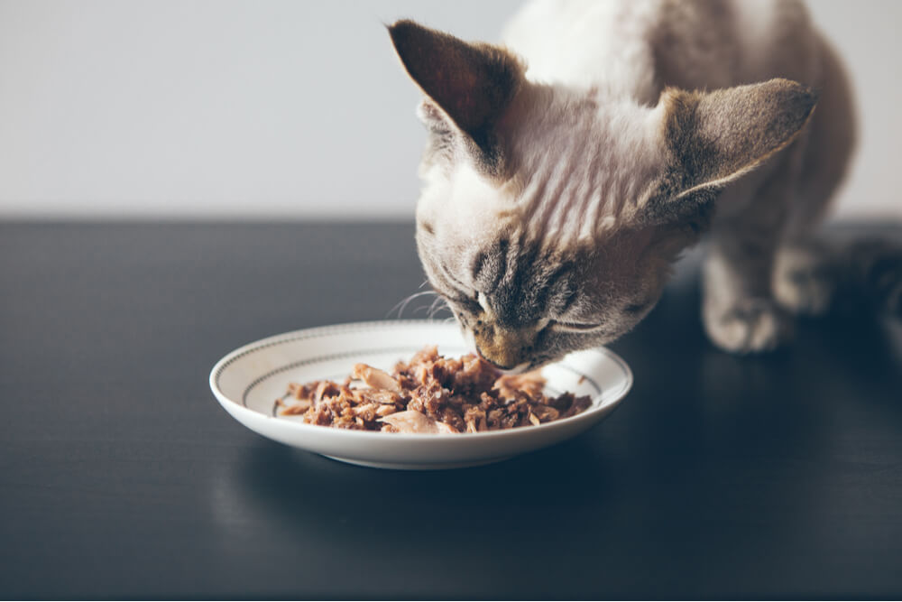 Quanto os gatos devem comer e com que frequência - 01