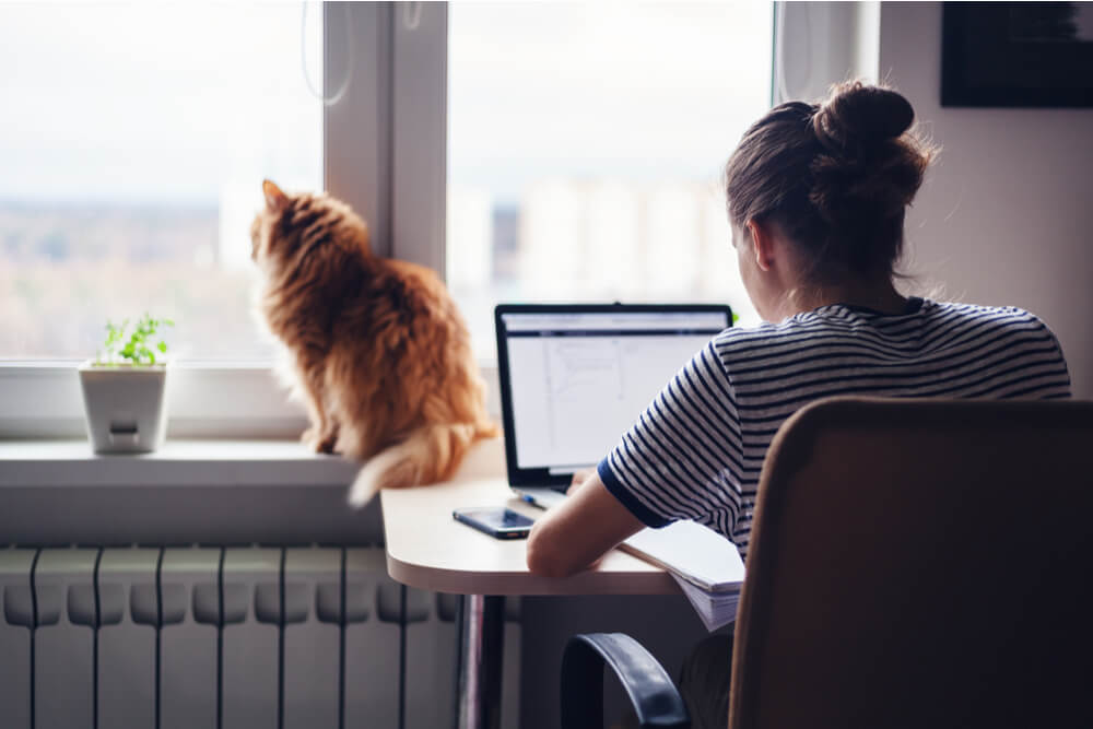 Quanto os gatos devem comer e com que frequência - 04