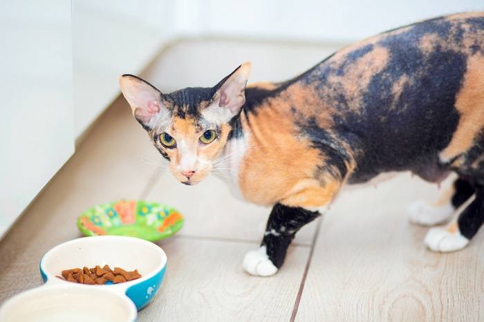 Quanto os gatos devem comer e com que frequência - 05