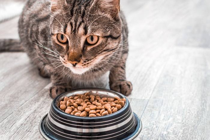 Quanto os gatos devem comer e com que frequência - 06