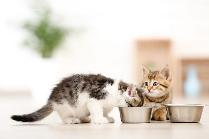 Quanto os gatos devem comer e com que frequência - 07