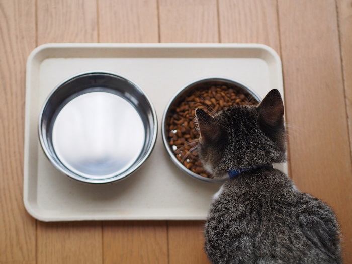 Quanto os gatos devem comer e com que frequência - 08