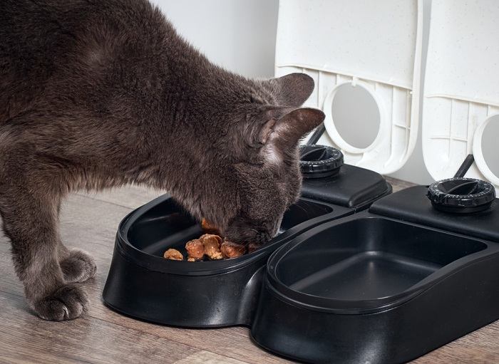 Quanto os gatos devem comer e com que frequência - 09