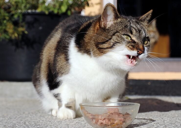 Quanto os gatos devem comer e com que frequência - 10