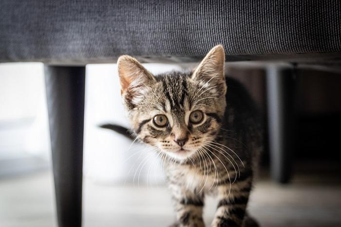 Quanto tempo você pode deixar um gato sozinho - 04