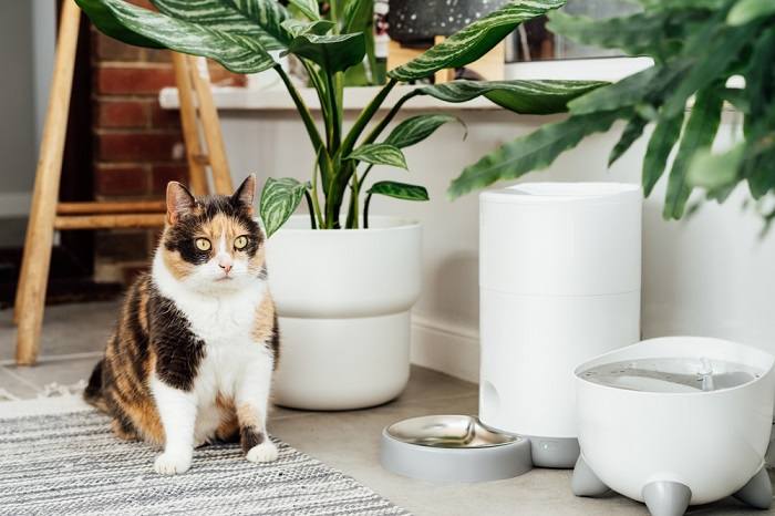 Quanto tempo você pode deixar um gato sozinho - 06