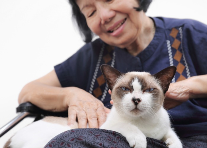 Quanto tempo você pode deixar um gato sozinho - 07