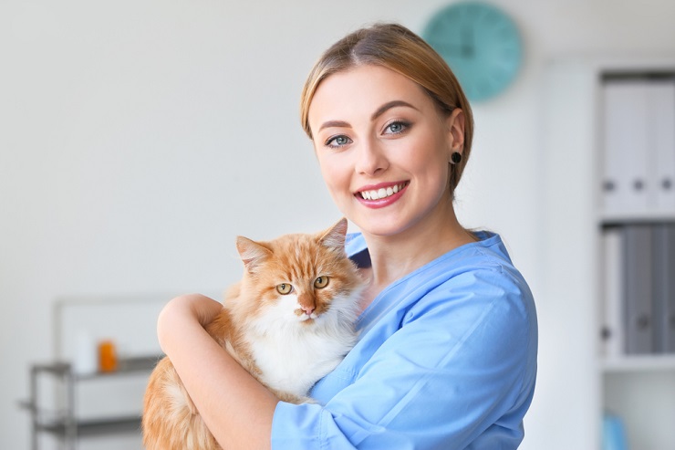 Quanto tempo você pode deixar um gato sozinho - 09