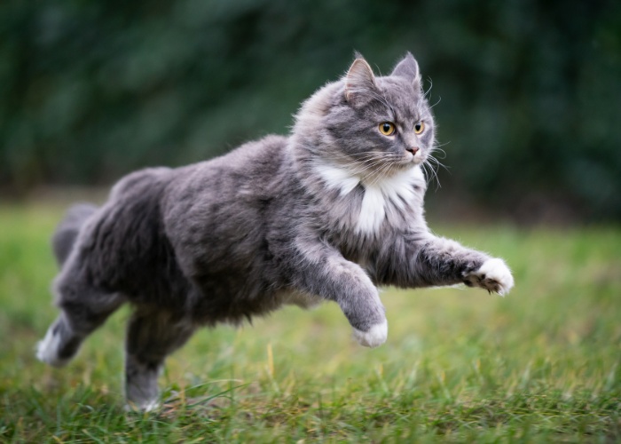 Quão rápido um gato pode correr - 02