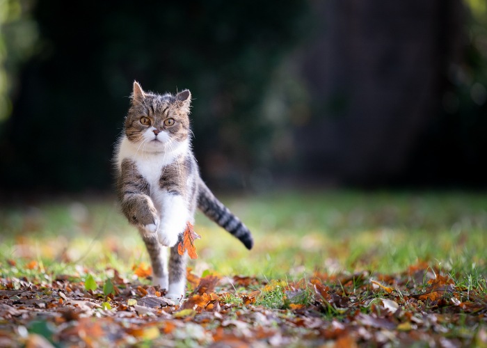 Quão rápido um gato pode correr - 03