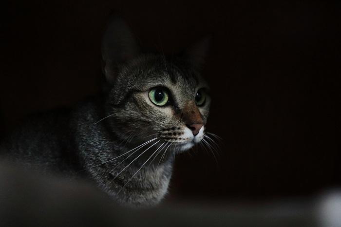 Você deve deixar uma luz acesa para um gato à noite - 02