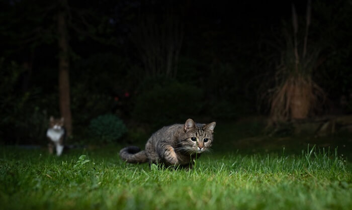 Você deve deixar uma luz acesa para um gato à noite - 05