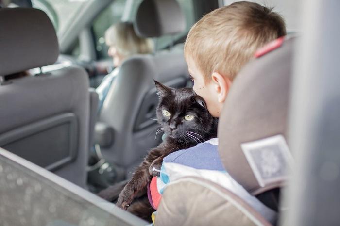 Você deve sedar um gato para viajar - 02