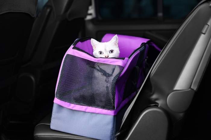 Você deve sedar um gato para viajar - 05