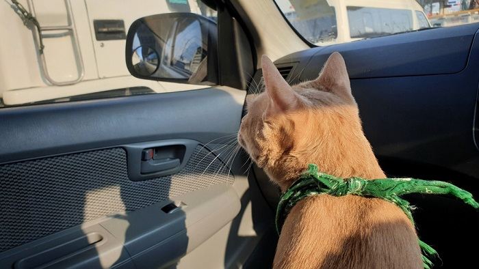 Você deve sedar um gato para viajar - 08