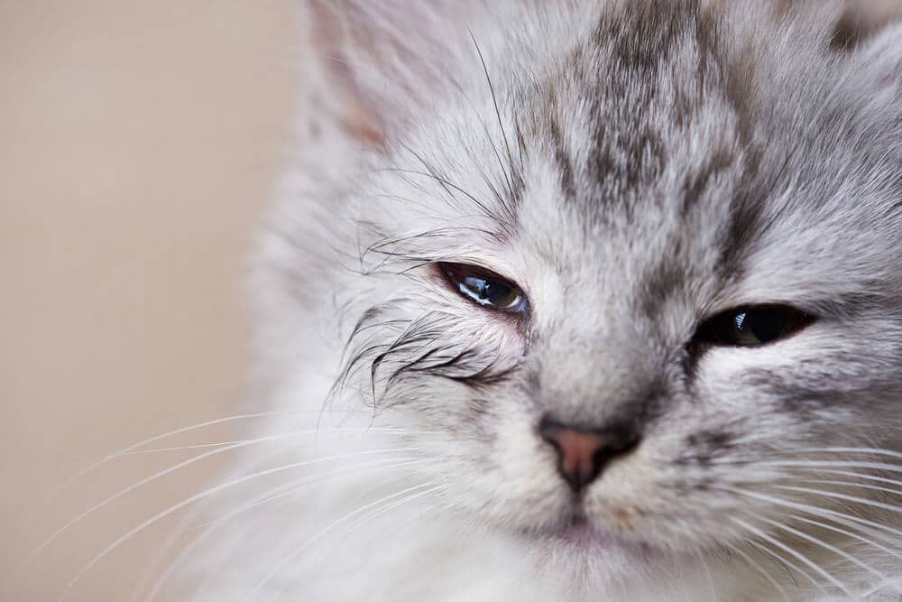 gatos choram quando estão tristes ou com dor - 02