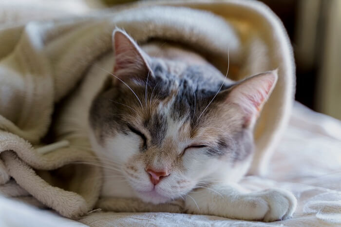 gatos choram quando estão tristes ou com dor - 03