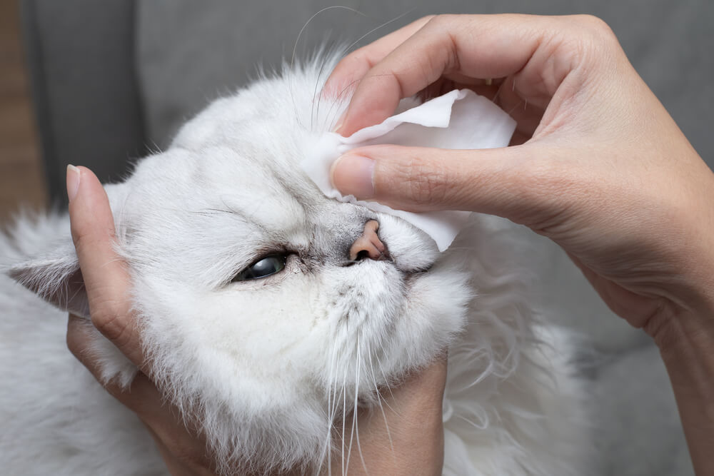 gatos choram quando estão tristes ou com dor - 04