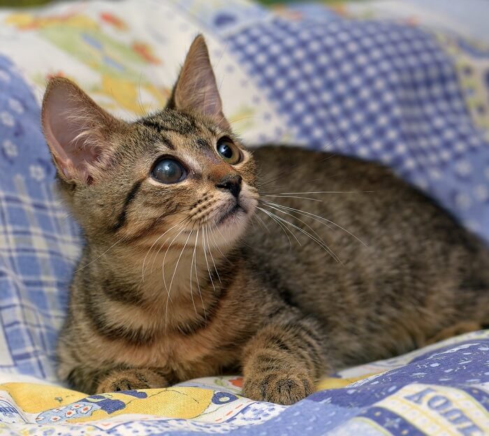 gatos choram quando estão tristes ou com dor - 06