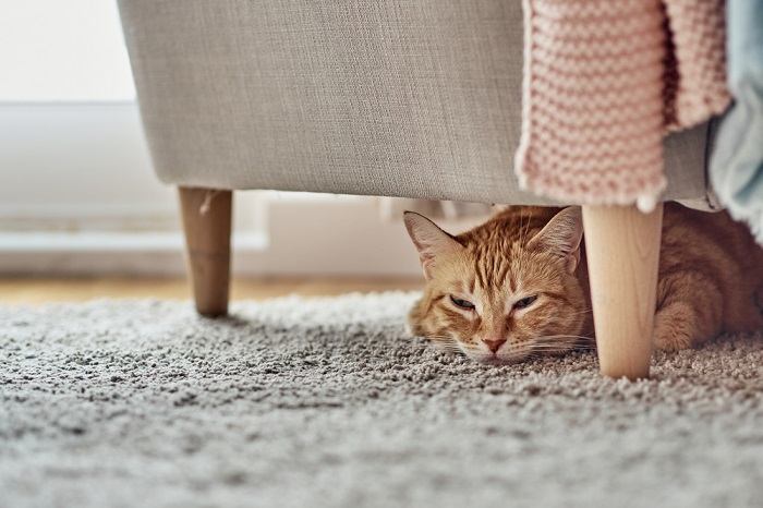 gatos choram quando estão tristes ou com dor - 08