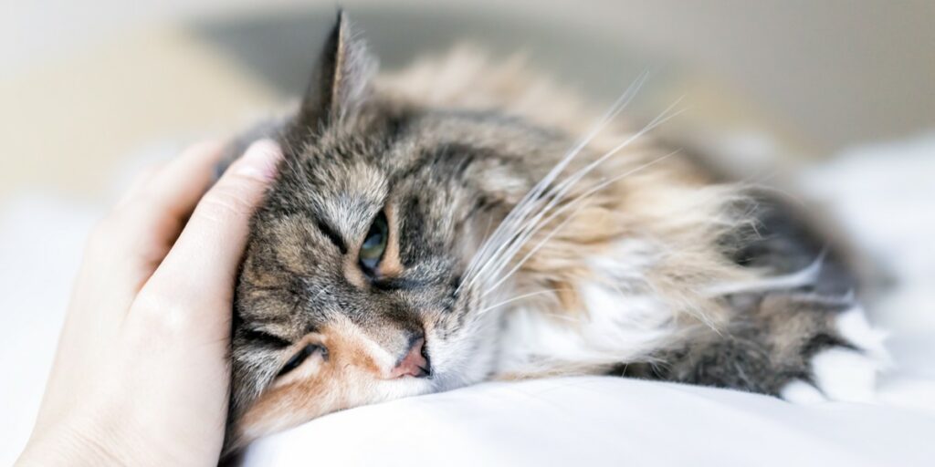 gatos choram quando estão tristes ou com dor - 09