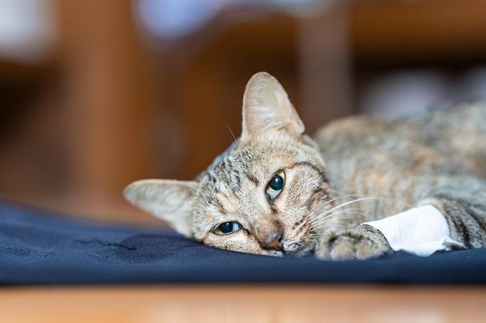 gatos choram quando estão tristes ou com dor - 13