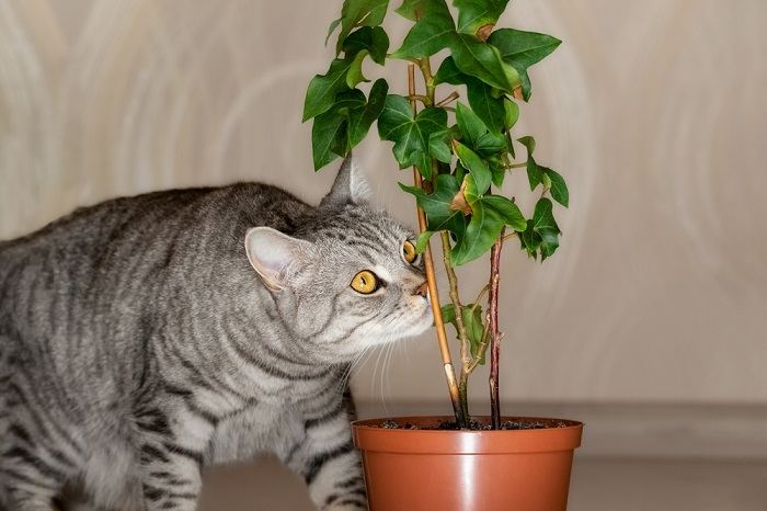 manter os gatos longe das plantas - 01