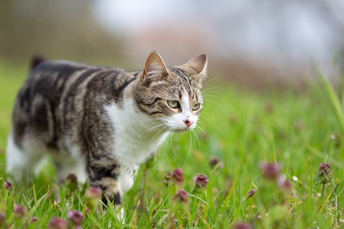 manter os gatos longe das plantas - 11