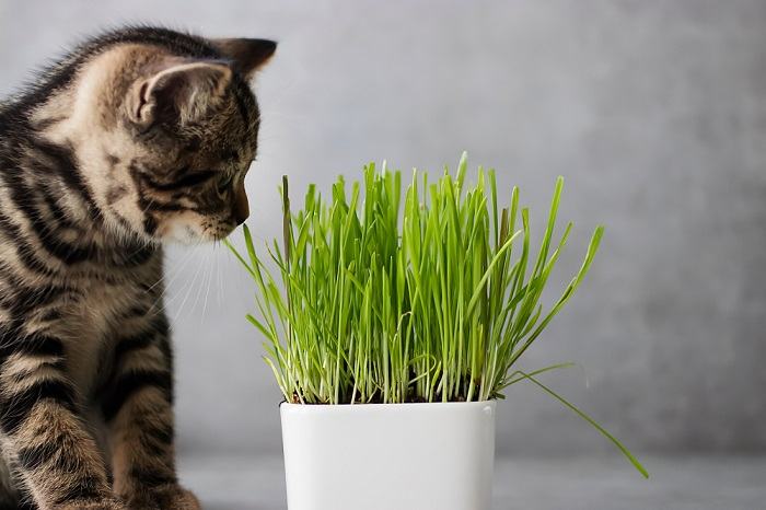 manter os gatos longe das plantas - 19