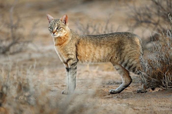 nomes de gatos africanos - 02