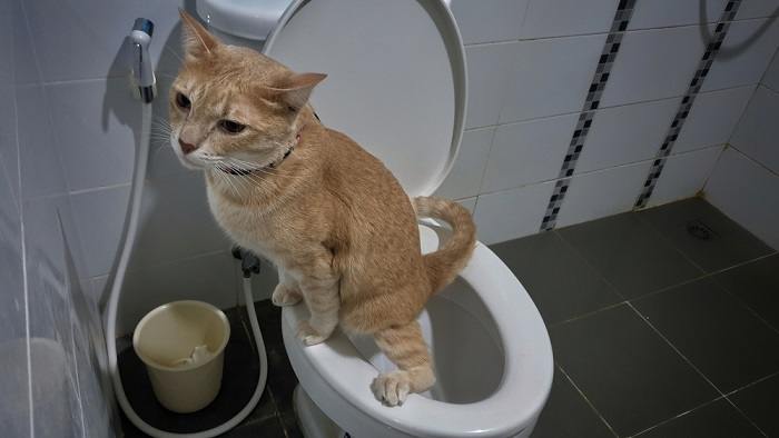 para NÃO treinar seu gato a usar o banheiro - 03